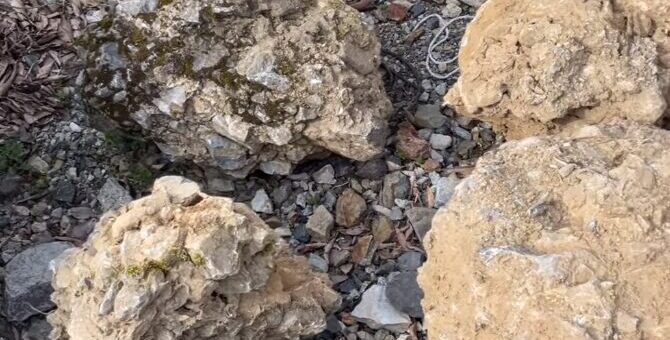 さざれ石　300-800mm入荷しました。