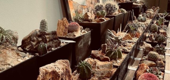 鉢植えドライガーデン：空間を彩るデザインと植物の選び方