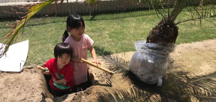 【庭DIYデザイン】初心者は「石」を置け。プロが教える、失敗しない「置くだけ」の庭づくり